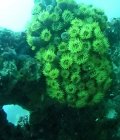 Corail arbuscule